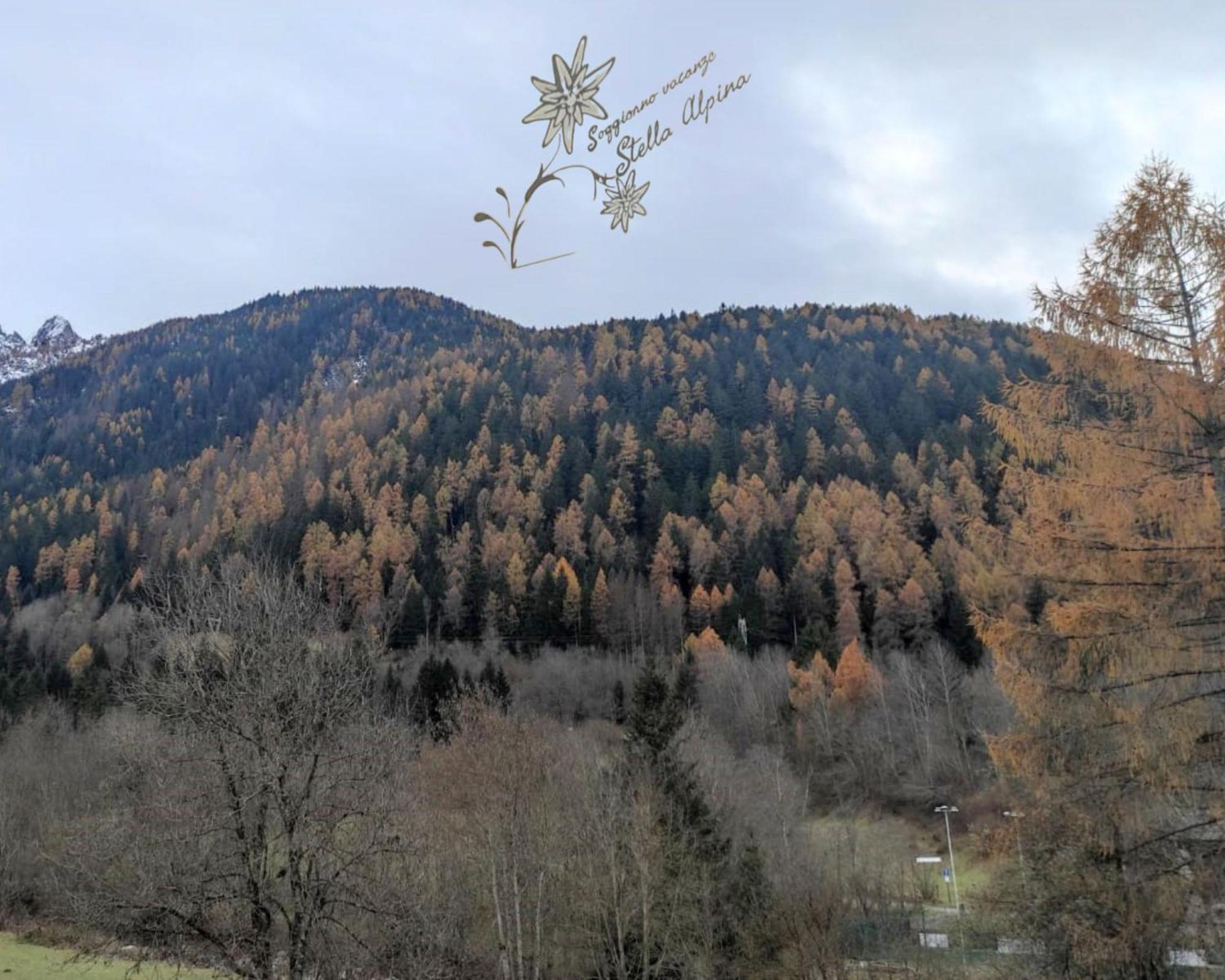 Soggiorno Vacanze Stella Alpina Temù Eksteriør billede